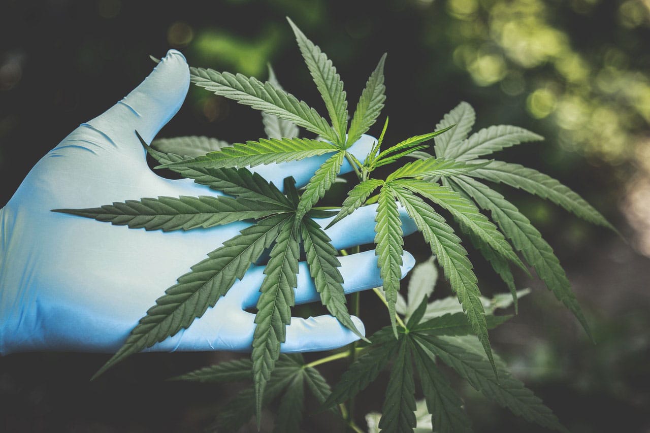 CBD et THC : quelle est la différence ?