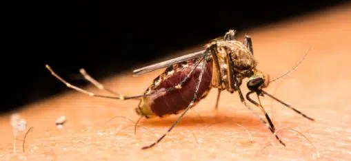 Comment soulager une piqûre de moustique ?