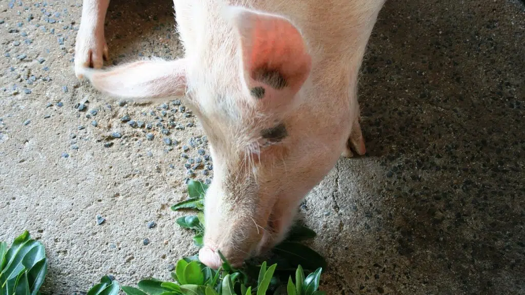 Agriculteurs : quel diamètre de tubes aciers choisir pour alimenter des porcs ?