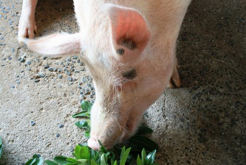 Agriculteurs : quel diamètre de tubes aciers choisir pour alimenter des porcs ?