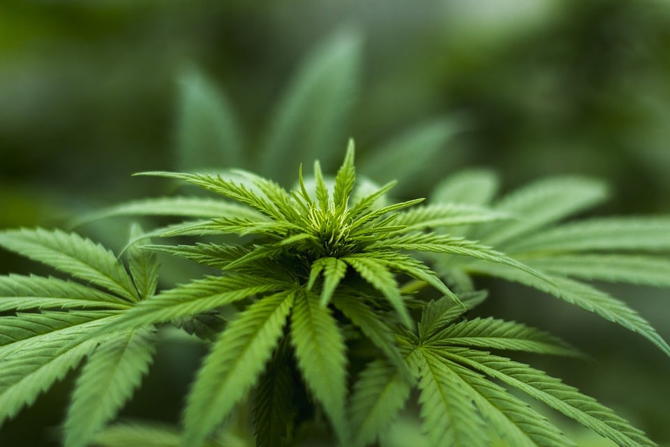 Qu’est-ce que le CBD CBD ?