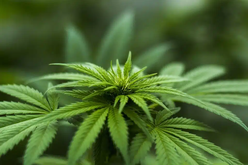 Qu’est-ce que le CBD CBD ?