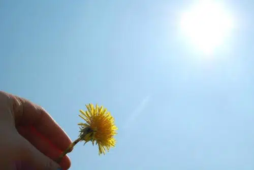 Qu’est-ce qu’un herbier médicinal ?