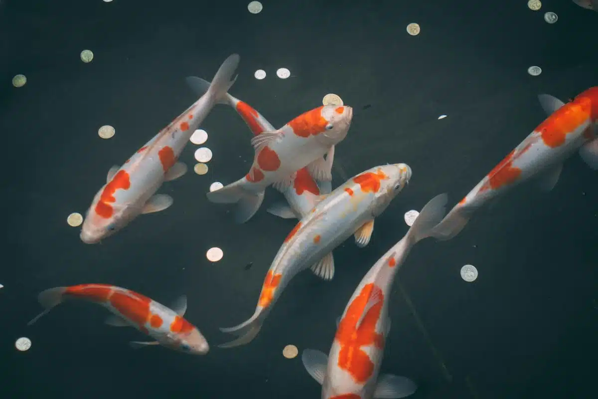 poissons koi