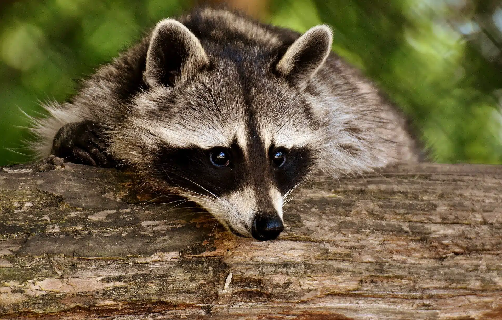 Protection des espèces protégées – le parc animalier pour inciter les enfants à y participer